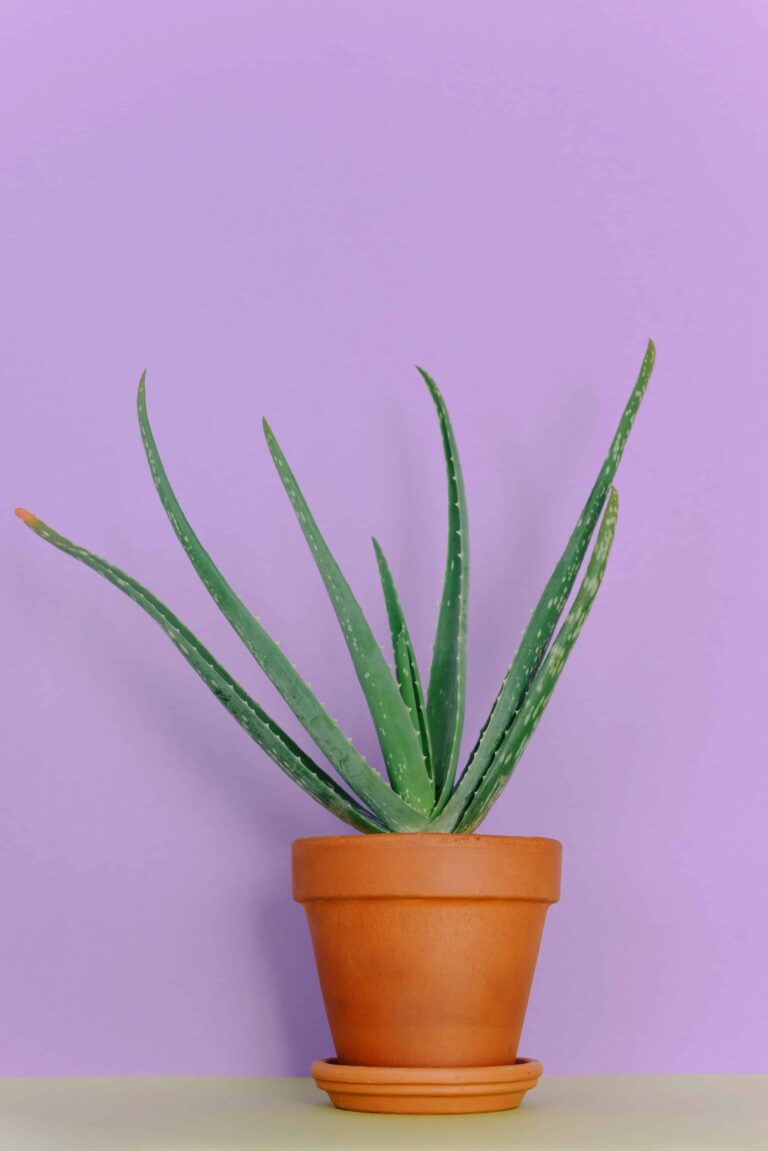 evde-aloe-vera-maskesi
